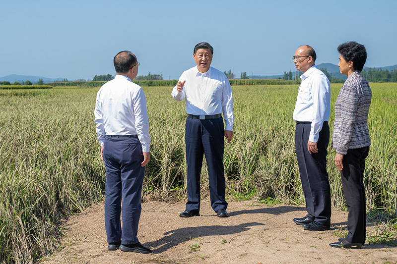 9月6日至8日，中共中央總書記、國家主席、中央軍委主席習(xí)近平在黑龍江考察。這是7日上午，習(xí)近平在遭受洪澇災(zāi)害的哈爾濱尚志市老街基鄉(xiāng)龍王廟村，察看水稻受災(zāi)情況。